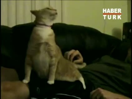 Pavarotti'nin kedisi