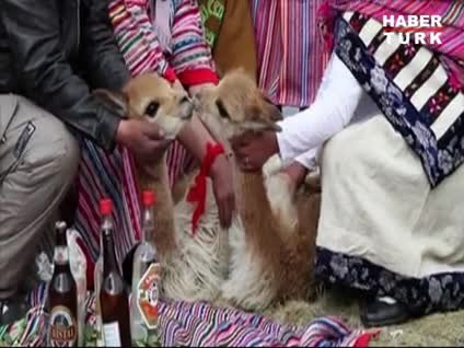 Peru'da Vikunya Festivali
