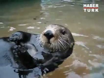 Dile gelen su samuru