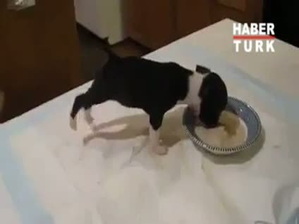 Enerji içeceği içen köpek