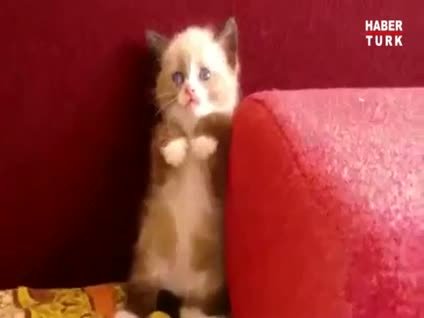 Sevimli kediyi korkuttu
