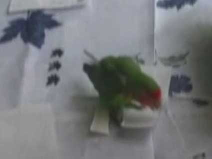 Bu papağanın yaptığı şeye inanamayacaksınız