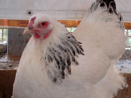 Tavuklar bakteri yuvası mı?