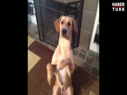 Günün en çok izlenen vine görüntüleri