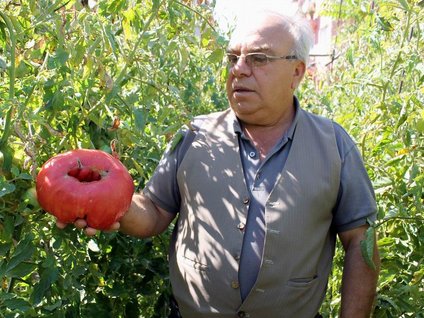 Bu domateslerin kilosu değil tanesi tam 1.5 kilogram