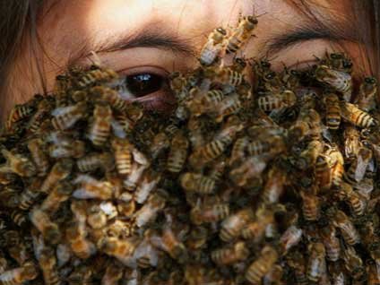 Yaban arıları dehşet saçtı 41 kişi öldü bin 600 kişi yaralı