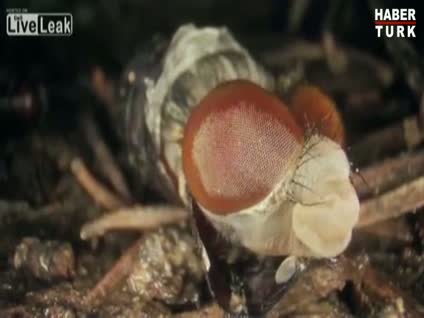 Gözlerinize inanamayacaksınız