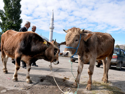 Hormonlu kurbana dikkat!