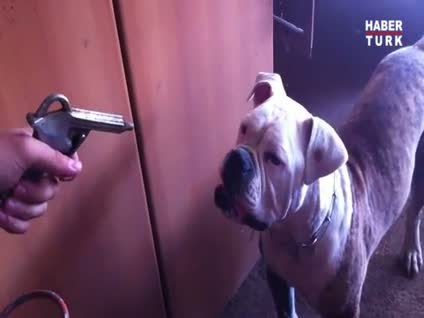 Bulldog hava tabancasına karşı