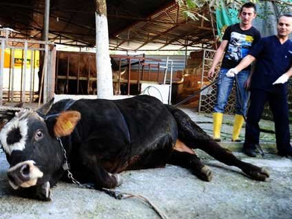 Kurban hayvanına eziyet vermeyen Rueff tekniği eti daha lezzetli yapıyor