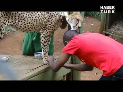 Çita ile bakıcısı hayrete düşürdü