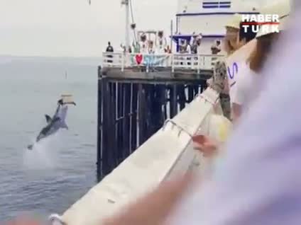 Denize bırakılamadan köpek balığı kaptı