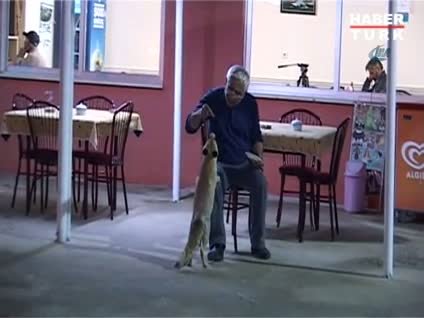 Tilkilerin lokanta keyfi