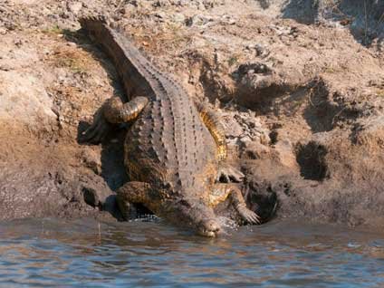 Timsah şehre indi görenler şaşkına döndü