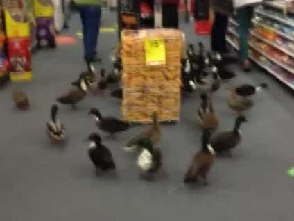 Şaşkın ördekler eczaneye dalınca ortaya bu komik görüntüler çıktı