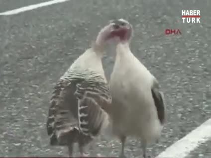 Birbirlerini yediler