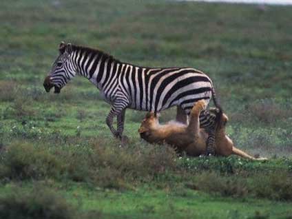 Zebra aslanı çifteyle öldürdü