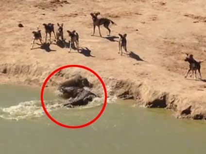 Sinsi timsah yaban domuzunu bakın nasıl yedi?