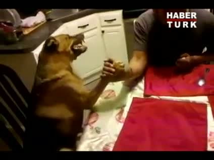 Bilek güreşi yapan köpek