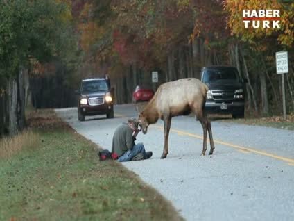 Fotoğrafçının geyikle imtihanı