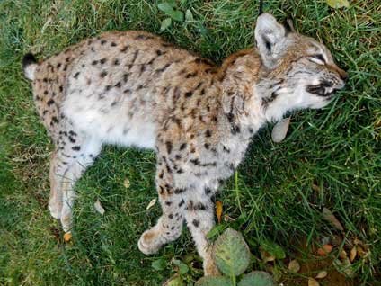 Burdur'da av tüfeğiyle öldürülmüş vaşak bulundu