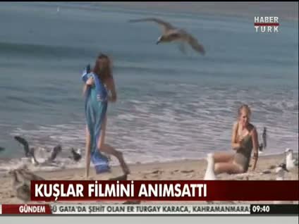 Kuşlar filmini anımsattı