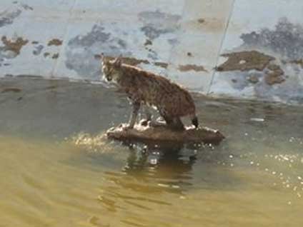 Anadolu vaşağı için seferber oldular