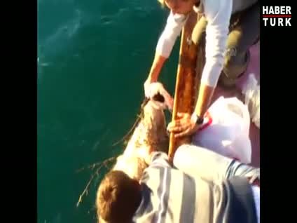 Denizde balık yerine koyun yakaladılar