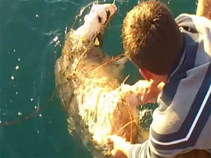 Yüzen koyun İstanbulluları hayrete düşürdü!