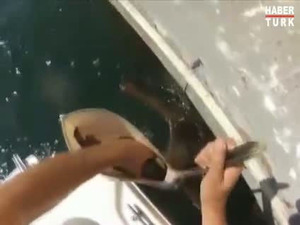 Balığı pelikanın ağzından çıkardı