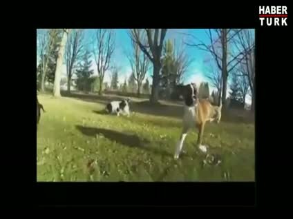 İki ayaklı yavru köpek