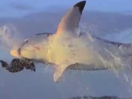 15 bin köpekbalığı göç edecek