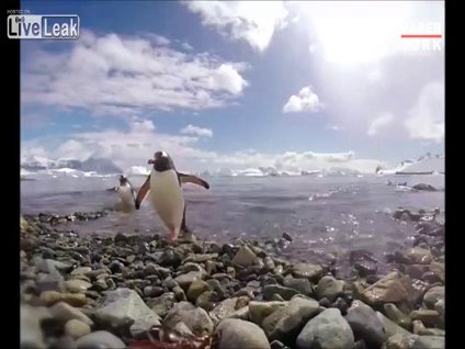 Penguen kamerayı görünce...