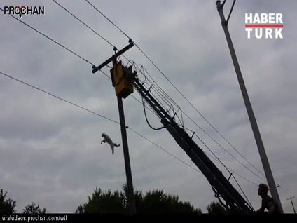 Kurtarmaya çalışırken böyle öldürdü!