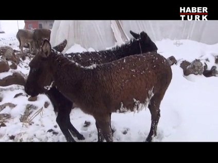 Buz tutan eşekler kurtarıldı