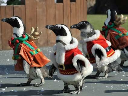 Bunlar da Noel Pengueni