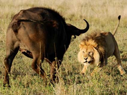 Pusu kuran aslana öldürücü darbe