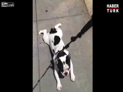 Eve gitmek istemeyen köpek