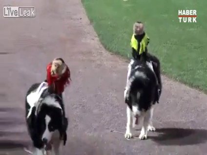 Şempanzeler köpeklere binerse...