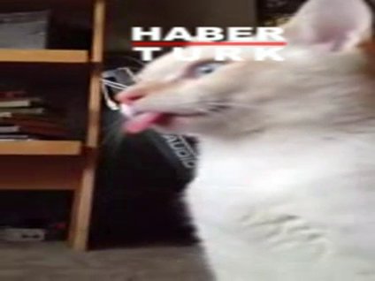 Arızalı dilli kedi