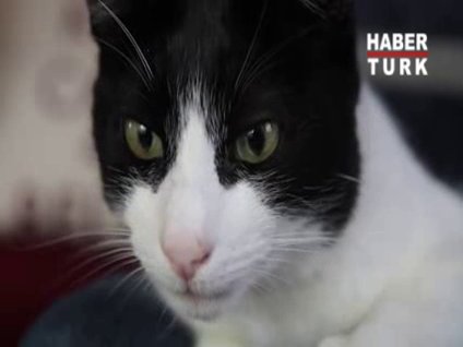 Dünya rekoru bu kedide