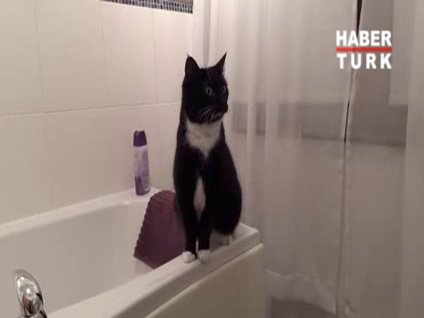 Aynada yansımasını gören kedi