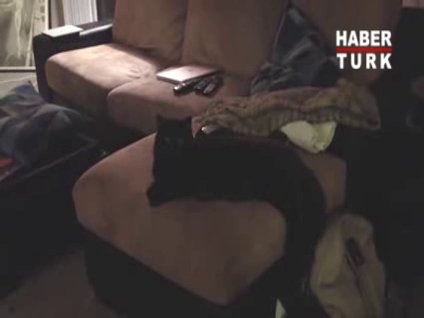 Sahibini 6 ay sonra gören kedi