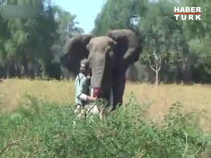 Tek eliyle fili durdurdu!