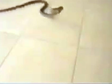 Ev içinde yılan paniği!