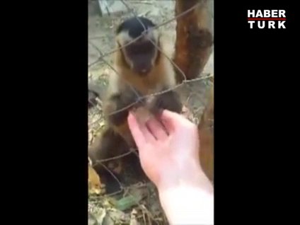 Kendi işini başkasına yaptıran maymun!