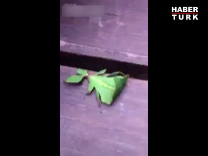 Bu bir yaprak değil!