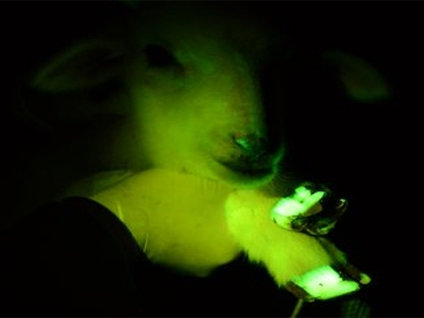 Transgenik kuzu 'Çimen' yeşil yeşil parlıyor!