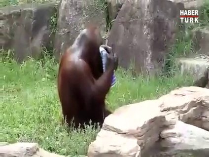 Orangutan herkesi şaşırttı!