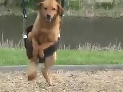 Sallanmayı seven köpek!